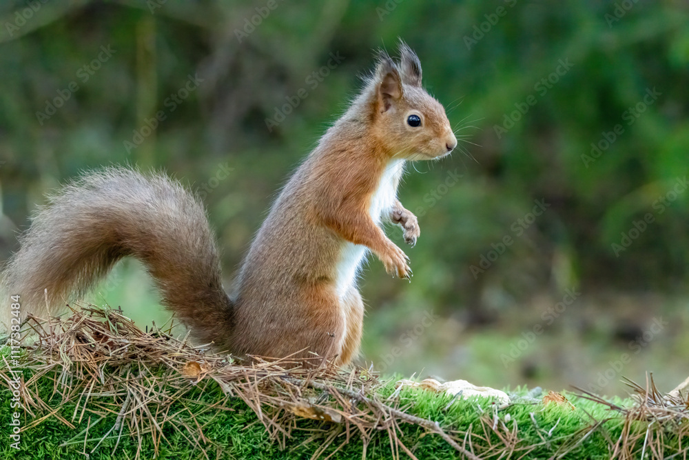 Close up of a curious little scottish red squirrel in the forest Close up of a curious little scottish red squirrel in the forest