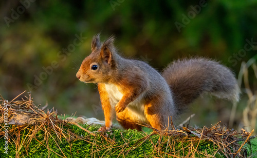 Close up of a curious little scottish red squirrel in the forest