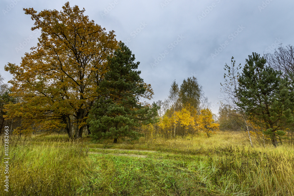 A field of grass with trees in the background A field of grass with trees in the background