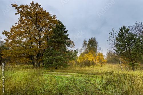 A field of grass with trees in the background