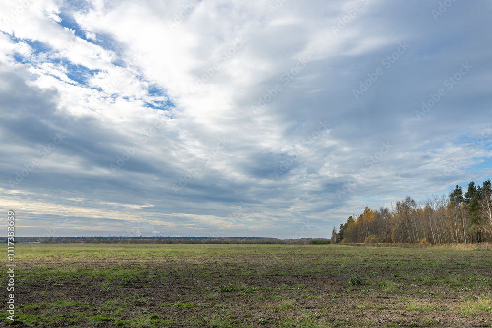 Fototapeta premium A field with a cloudy sky in the background