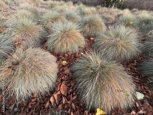 Festuca glauca blue oat grass garden decoration. Autumn colors of Blue Fescue spiky leaves. Powder blue grass background. Ornamental grass 'Elijah Blue' - soft festuca ovina, ball fescue. Close-up.