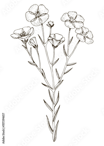 Blooming flax plant hand drawn vector