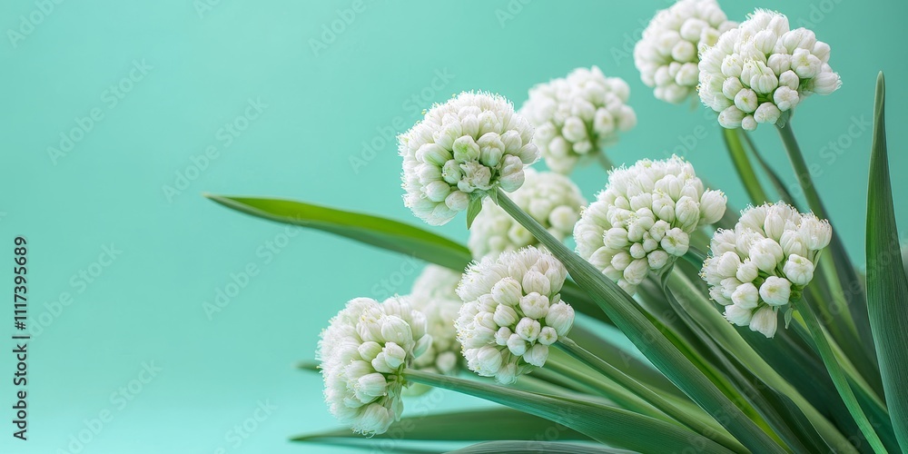 Vibrant fresh bear s garlic displayed against a bright background, showcasing the unique qualities of bear s garlic and its appealing visual presentation in culinary contexts. Vibrant fresh bear s garlic displayed against a bright background, showcasing the unique qualities of bear s garlic and its appealing visual presentation in culinary contexts.
