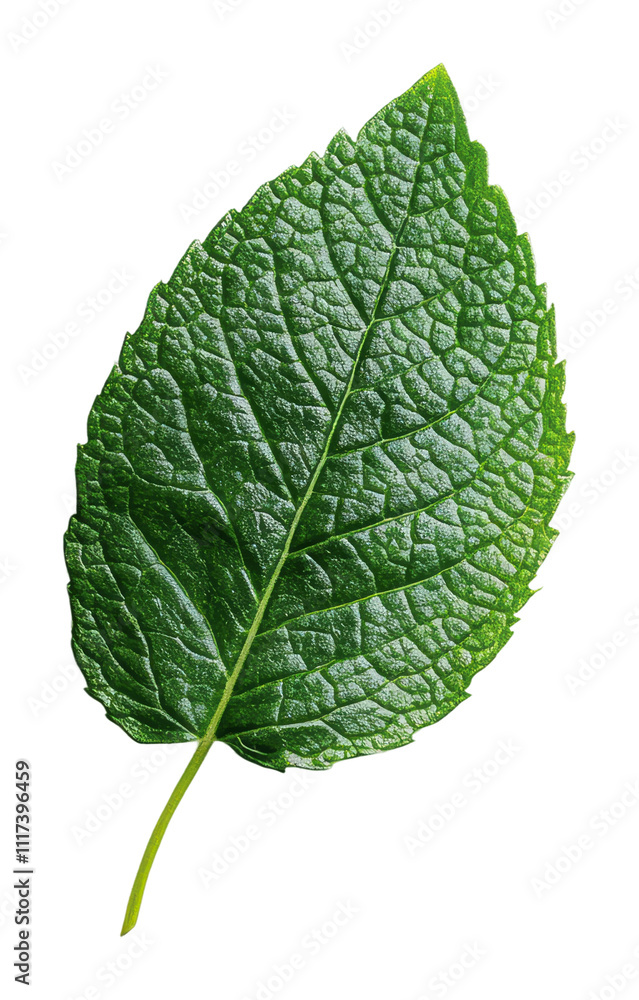 Obraz premium Detailed green leaf against a plain background, cut out - stock png.