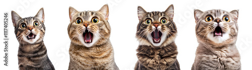 Surprised cat with wide-open mouth isolated on transparent background.