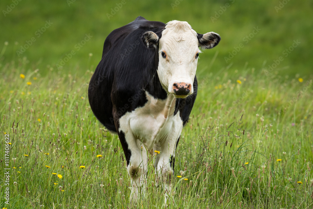 white face dairy cross steer in green grassy paddock white face dairy cross steer in green grassy paddock