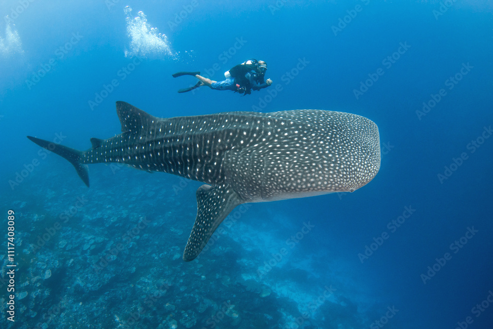 Fototapeta premium Whale shark, French Polynesia
