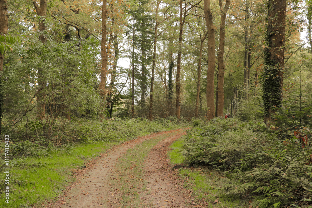 Dirt road path tree fall forest, captured on an overcast day in autumn woods Dirt road path tree fall forest, captured on an overcast day in autumn woods