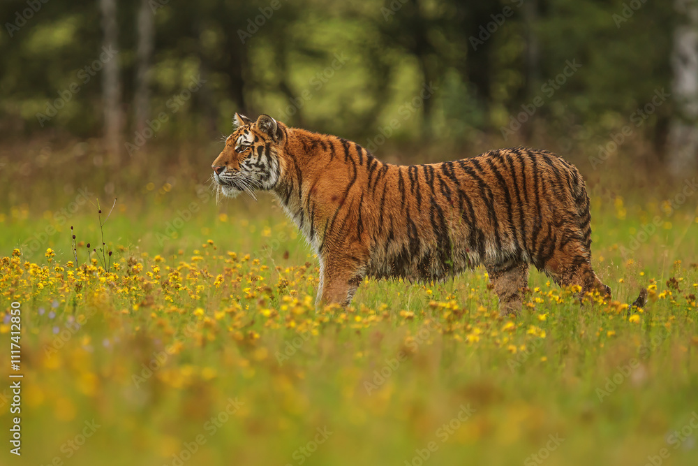 Obraz premium Siberian tiger (Panthera tigris tigris) standing portrait in the wilderness