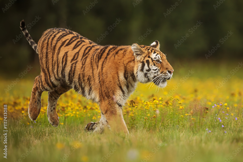 Obraz premium Siberian tiger (Panthera tigris tigris) it's a beautiful animal