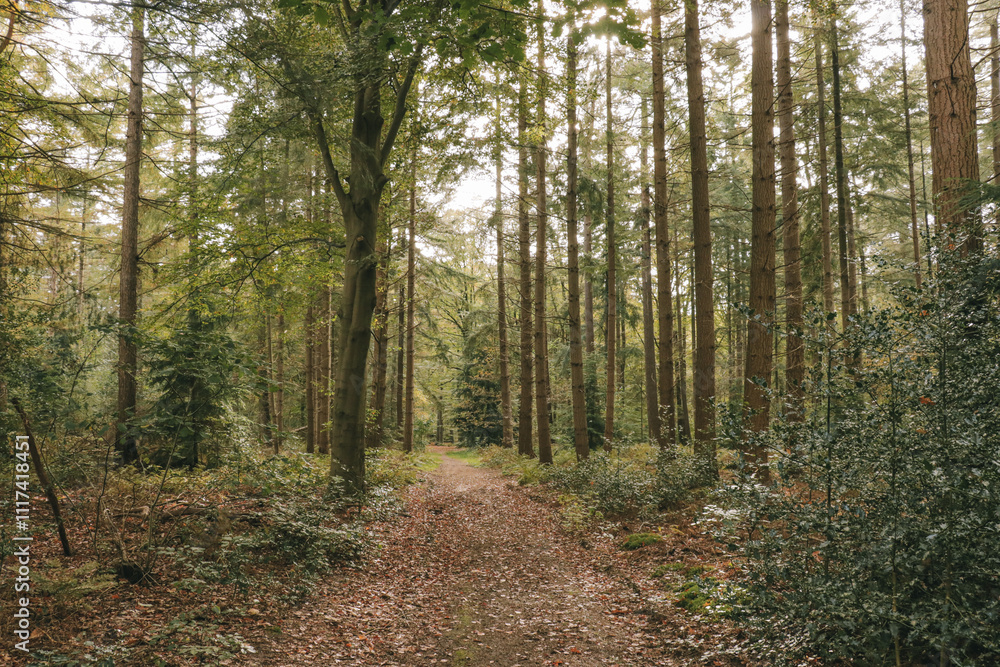Fall forest with tall trees and fallen autumn leaves on the ground. Fall forest with tall trees and fallen autumn leaves on the ground.