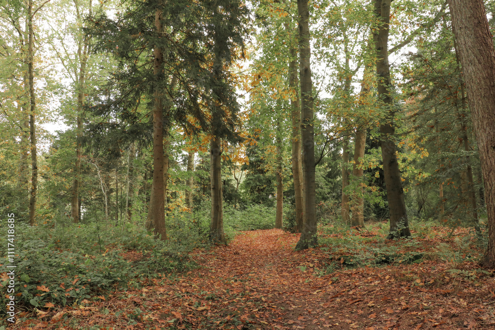 Hiking trail path fall forest with tall trees and fallen autumn leaves on the ground. Hiking trail path fall forest with tall trees and fallen autumn leaves on the ground.