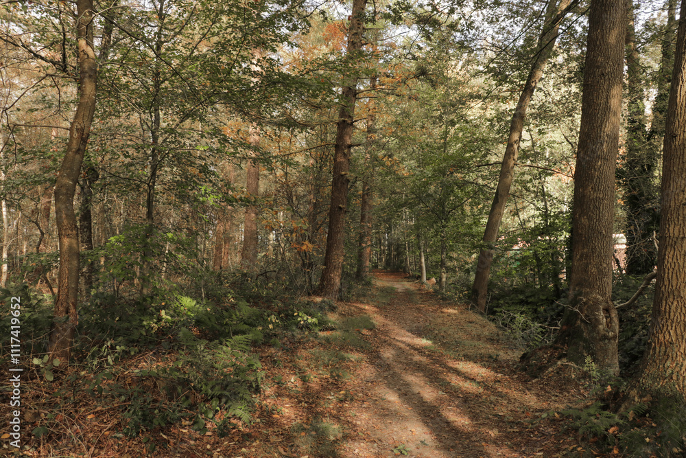 Fototapeta premium Fall forest with tall trees and fallen autumn leaves on the ground and sun and shadow lines.