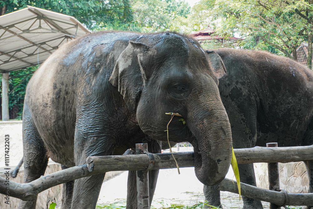 Fototapeta premium Elephant Sumatra or Elephas maximus sumatranus at the Zoo.