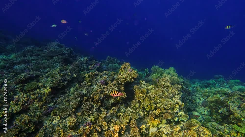Profile view of snorkeling underwater at Sharm el Sheikh, Egypt. Profile view of snorkeling underwater at Sharm el Sheikh, Egypt.
