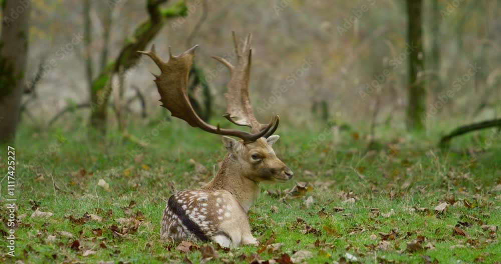 Majestic fallow deer with large antlers resting in the grass, calmly ruminating and observing its surroundings. Majestic fallow deer with large antlers resting in the grass, calmly ruminating and observing its surroundings.