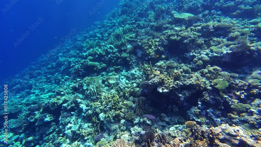 Pan shot capturing underwater scenes with deep blue water and hard corals at Sharm el Sheikh, Egypt. Pan shot capturing underwater scenes with deep blue water and hard corals at Sharm el Sheikh, Egypt.