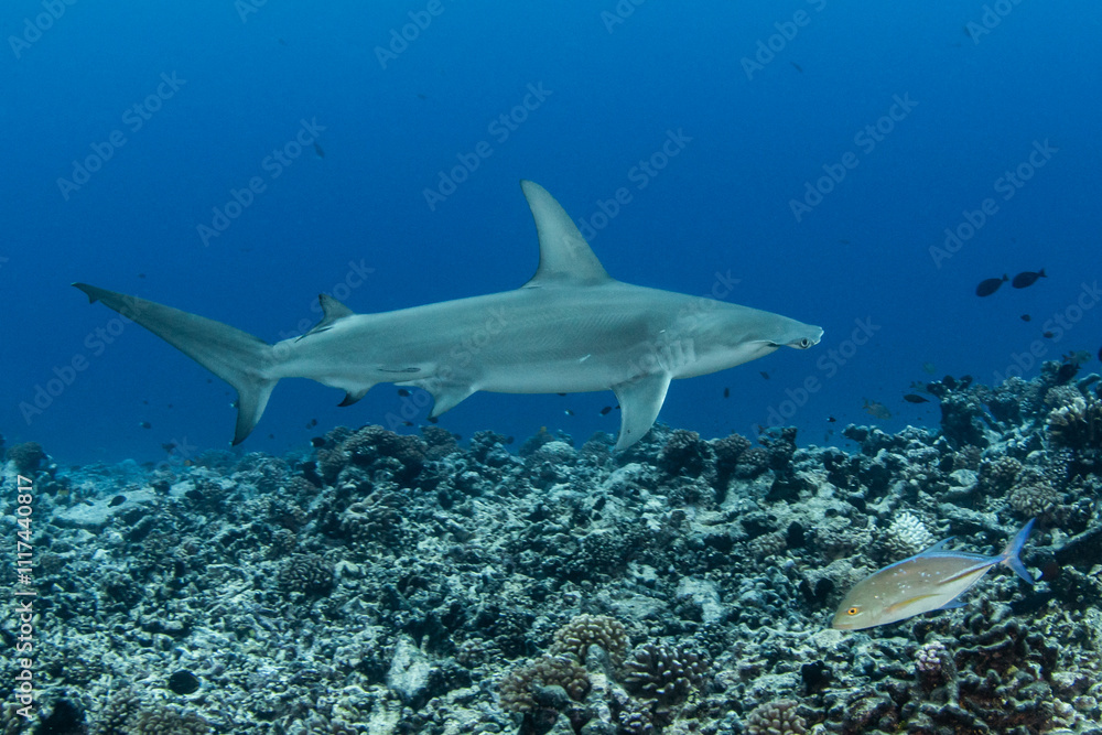 Fototapeta premium Hammerhead shark, French Polynesia
