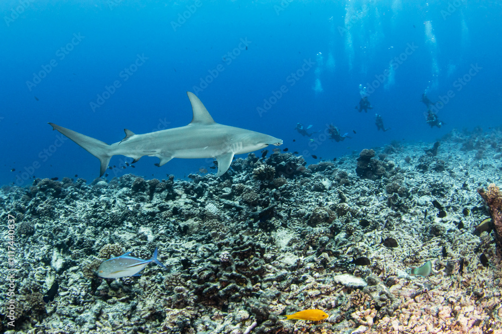 Naklejka premium Hammerhead shark, French Polynesia