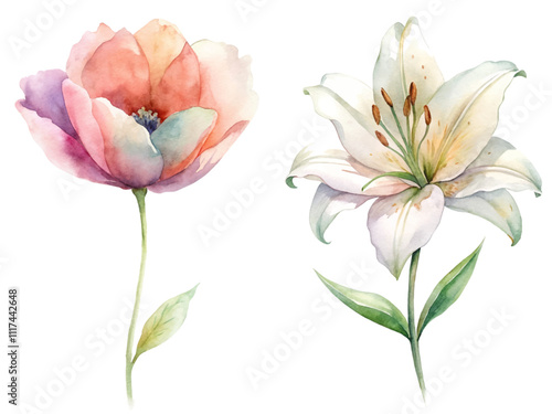 Two flowers, one pink and one white, are shown side by side