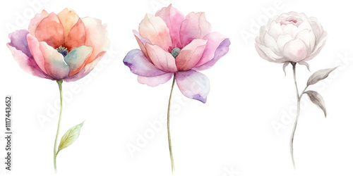 Three flowers are shown in a row, with the middle one being the tallest