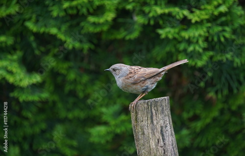 dunnock in the garden