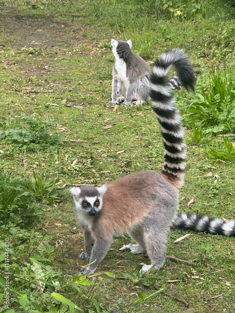 Obraz premium Vertical Portrait of a Ring-tailed lemur, Lemur Catta in the first rays of the sun. The well-known diurnal lemur in its natural habitat.