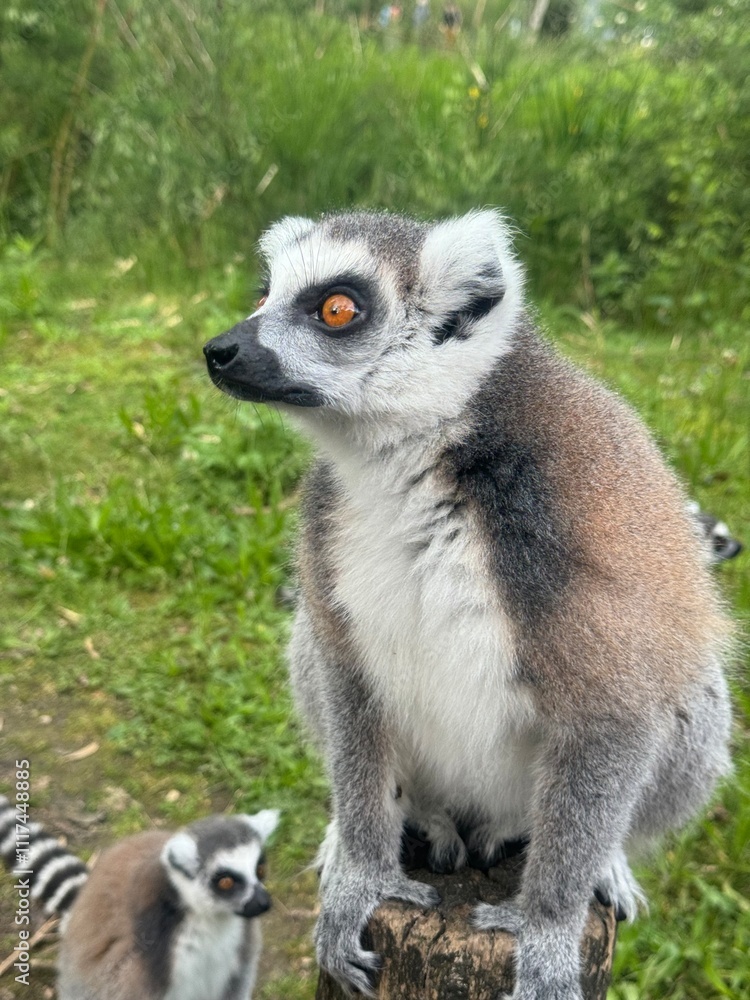 Obraz premium Vertical Portrait of a Ring-tailed lemur, Lemur Catta in the first rays of the sun.