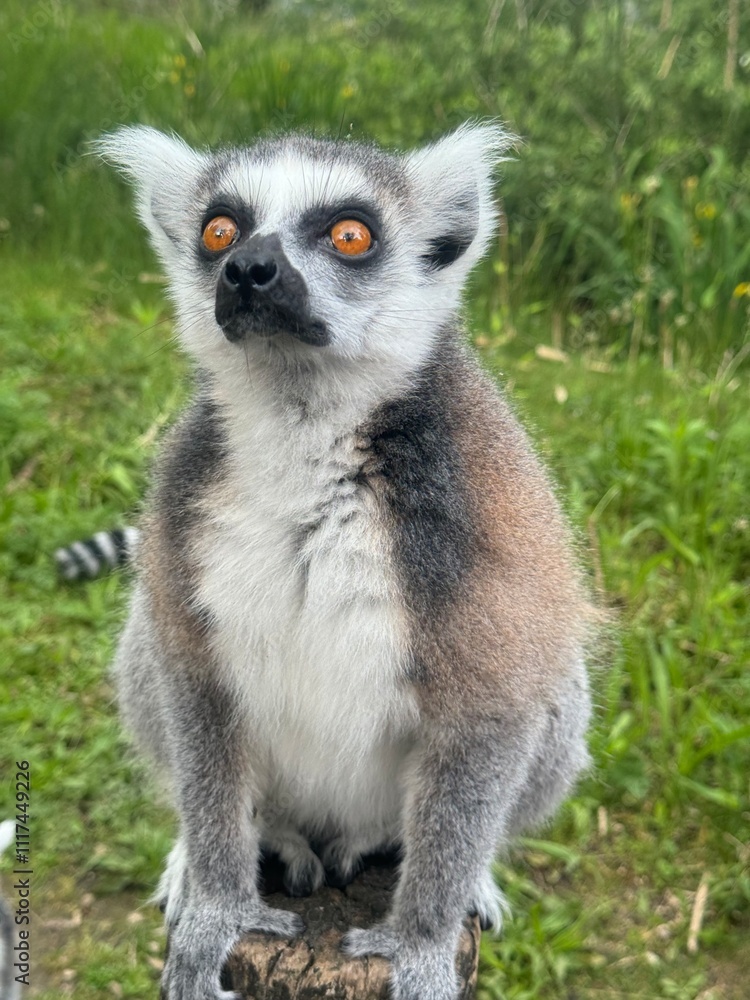Vertical Portrait of a Ring-tailed lemur, Lemur Catta in the first rays of the sun. Vertical Portrait of a Ring-tailed lemur, Lemur Catta in the first rays of the sun.