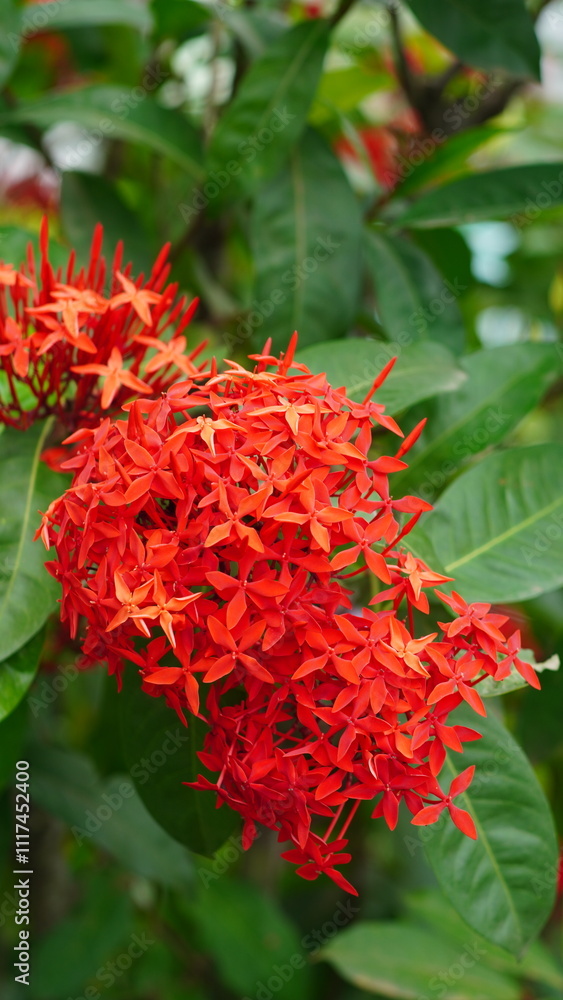 Saraca asoca's stunning red flowers bloom in dense clusters Saraca asoca's stunning red flowers bloom in dense clusters