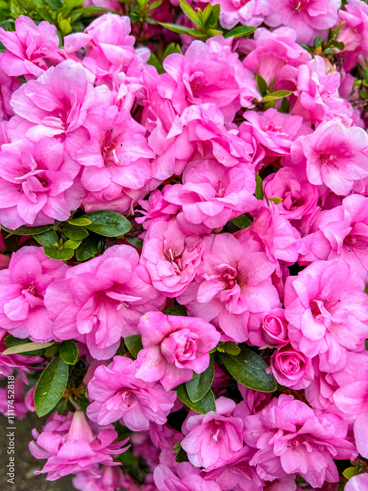 Japanese azalea Japanese azalea