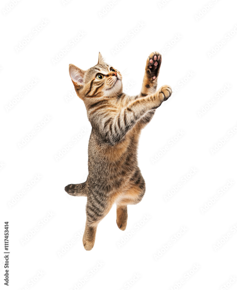 jumping cat in motion isolated on transparent background, clipping path, cutout