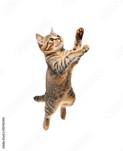 Obraz na płótnie jumping cat in motion isolated on transparent background, clipping path, cutout w salonie
