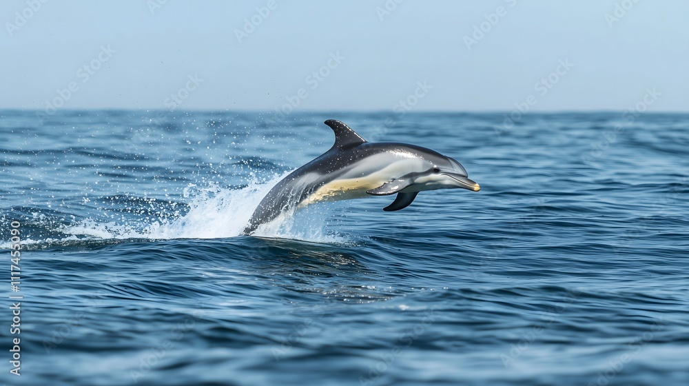 Obraz premium Dolphin jumping ocean nature clear sky side view freedom