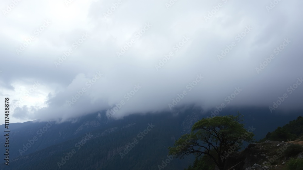 A solitary tree stands tall on a misty mountainside, shrouded in a thick layer of clouds that obscure the distant peaks.