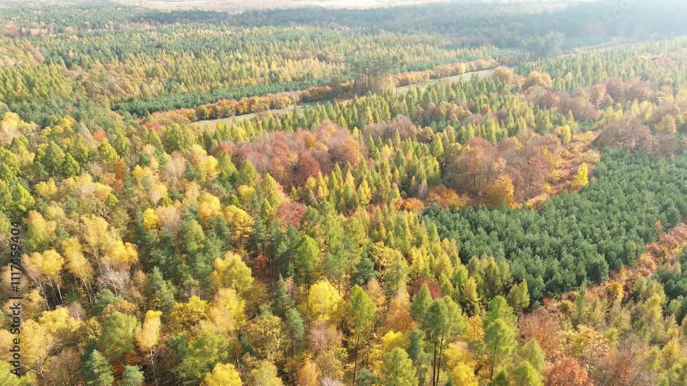 Aerial view of forest in fall with golden colors Aerial view of forest in fall with golden colors