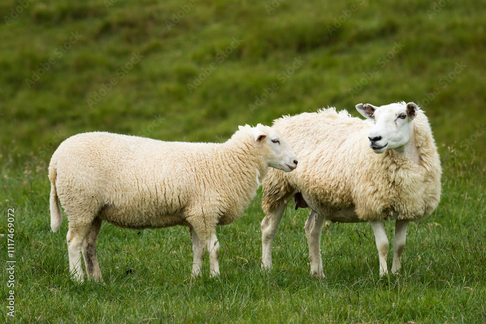 mother sheep and her lambs in lush green grassy field mother sheep and her lambs in lush green grassy field
