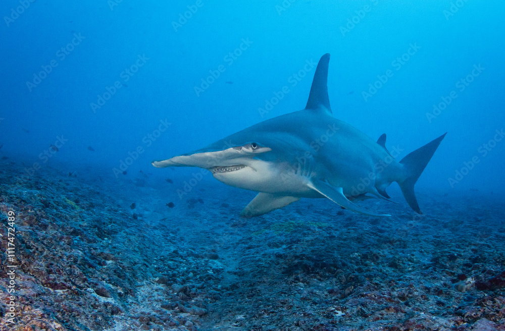 Fototapeta premium Hammerhead shark, French Polynesia