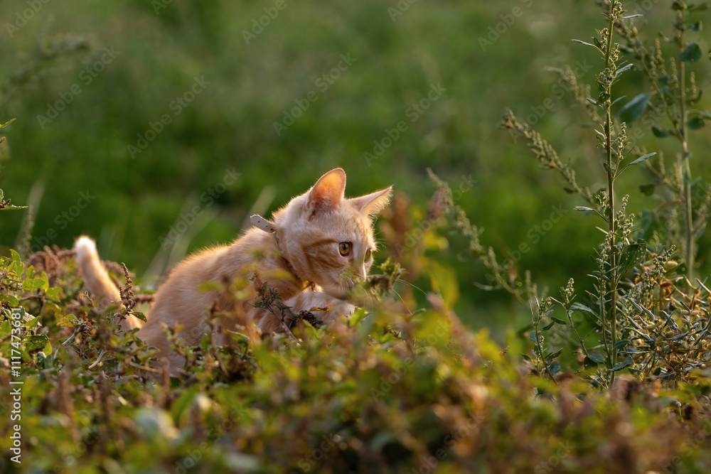 Orange cat stalking among plants in field.
