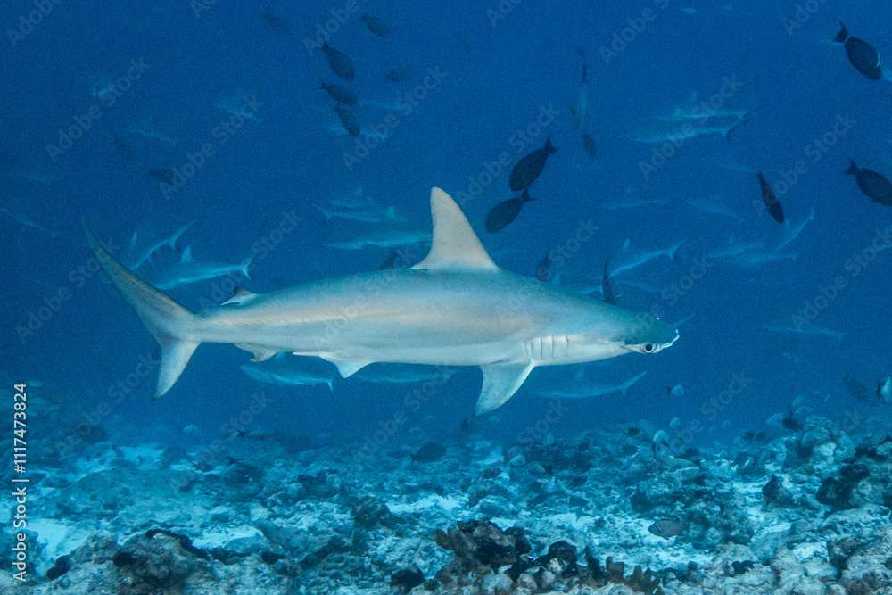 Hammerhead shark, French Polynesia Hammerhead shark, French Polynesia
