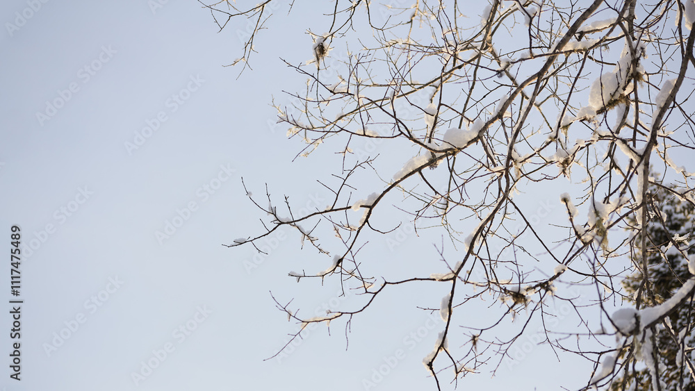 Snowy Bare Branches Against Blue Sky Snowy Bare Branches Against Blue Sky