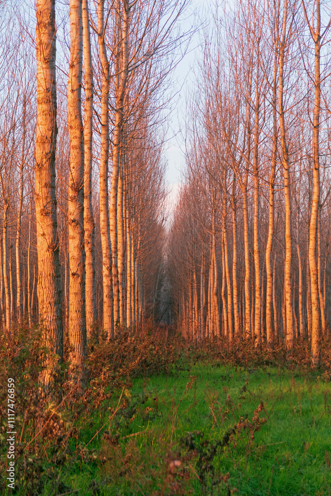 Poplars Po Valley fields field landscape panorama