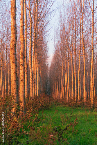 Obraz na płótnie Poplars Po Valley fields field landscape panorama w salonie