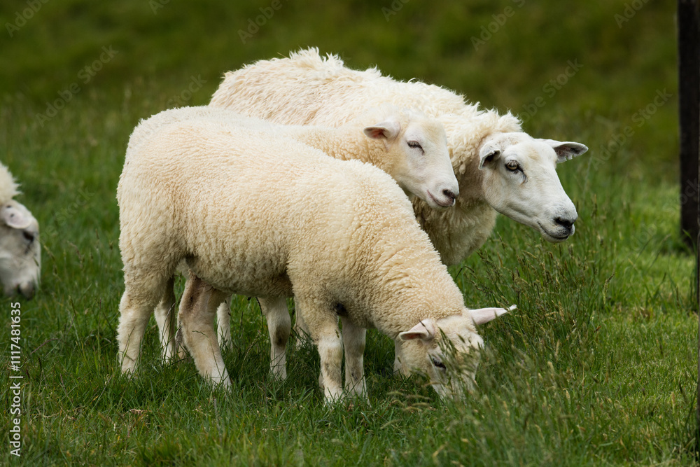 mother sheep and her lambs in lush green grassy field mother sheep and her lambs in lush green grassy field