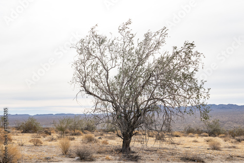 Colorado Desert section of the Sonoran Desert. Joshua Tree National Park, California. Olneya tesota is a perennial flowering tree of the family Fabaceae, legumes (peas, beans, etc.), ironwood, 