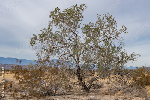 Colorado Desert section of the Sonoran Desert. Joshua Tree National Park, California. Olneya tesota is a perennial flowering tree of the family Fabaceae, legumes (peas, beans, etc.), ironwood,  photo