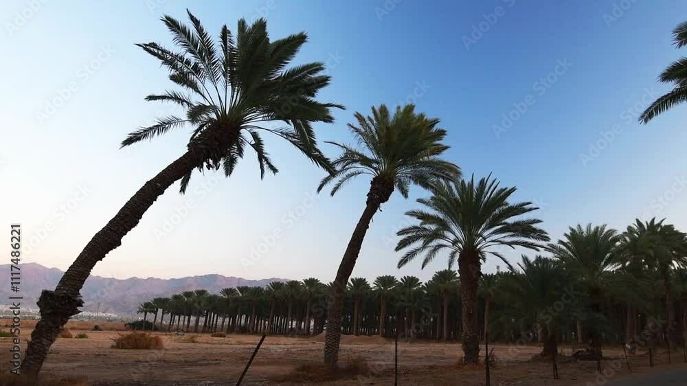 Curved old palm trees and plantation of date palm plantations at the distance, above cumulus clouds, concept sustainable agriculture industry in desert and arid areas of the Middle East Curved old palm trees and plantation of date palm plantations at the distance, above cumulus clouds, concept sustainable agriculture industry in desert and arid areas of the Middle East