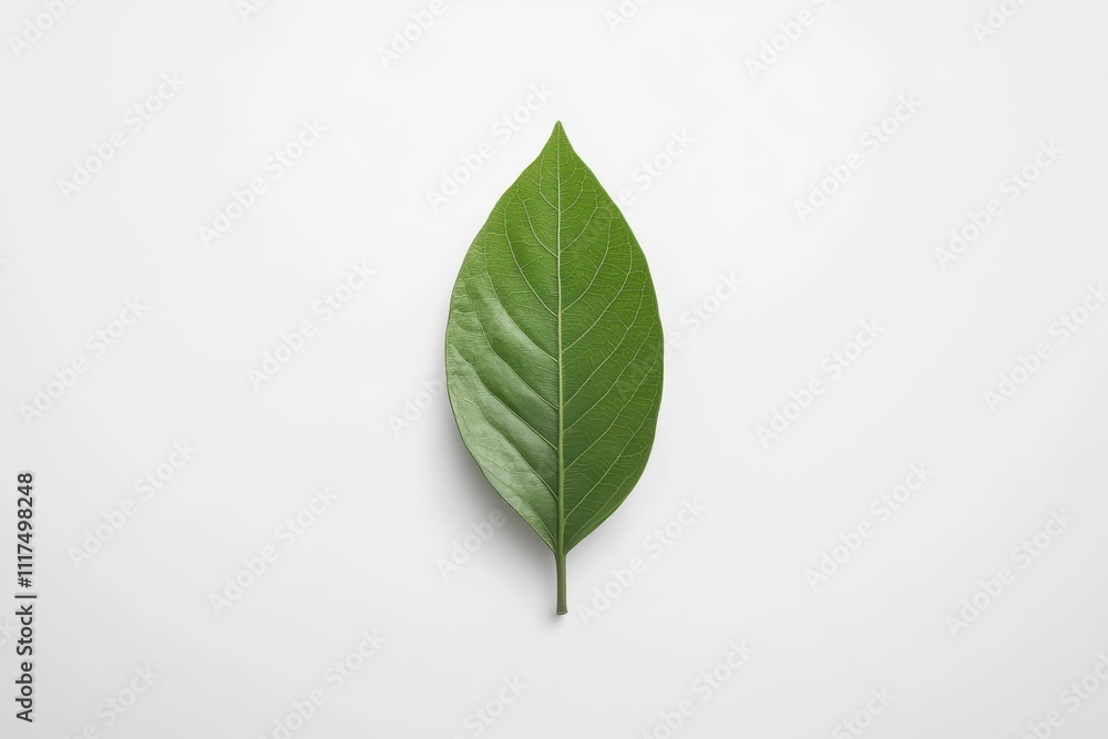A single green leaf displayed on a plain background, emphasizing natural beauty and simplicity. A single green leaf displayed on a plain background, emphasizing natural beauty and simplicity.
