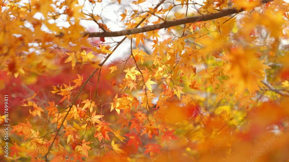Sunset, beautiful red-colored maple leaves, beautiful scenery of Japanese autumn. Sunset, beautiful red-colored maple leaves, beautiful scenery of Japanese autumn.